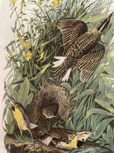 Load image into Gallery viewer, Framed Audubon Lithograph &quot;Meadow Lark&quot;
