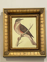 Load image into Gallery viewer, Framed Print of Redwing Bird
