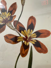 Load image into Gallery viewer, Vintage Red Botanical in Gold Frame
