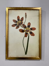 Load image into Gallery viewer, Vintage Red Botanical in Gold Frame

