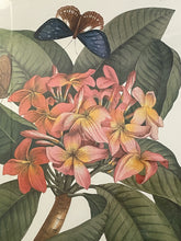 Load image into Gallery viewer, Framed Vintage Botanical Illustration Print "Plumeria"
