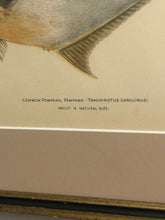 Load image into Gallery viewer, Framed Print Common Pompano, Pampano
