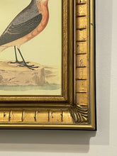 Load image into Gallery viewer, Framed Print of Wheatear Bird
