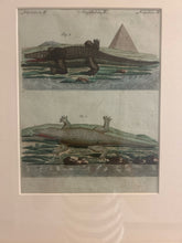Load image into Gallery viewer, Framed 18th Century Illustration of Crocodiles
