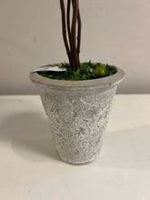 Load image into Gallery viewer, Potted Preserved Boxwood
