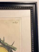 Load image into Gallery viewer, Framed Botanical Lemon Fruit  Print  "Limon Prima Nota #265"  by G.B. Ferrari
