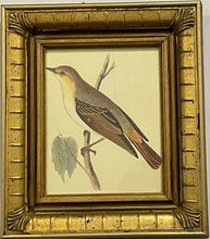 Load image into Gallery viewer, Framed Print of Melodious Willow Warbler
