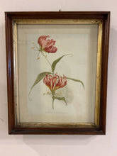 Load image into Gallery viewer, Vintage Framed Print of Gloriosa Lily
