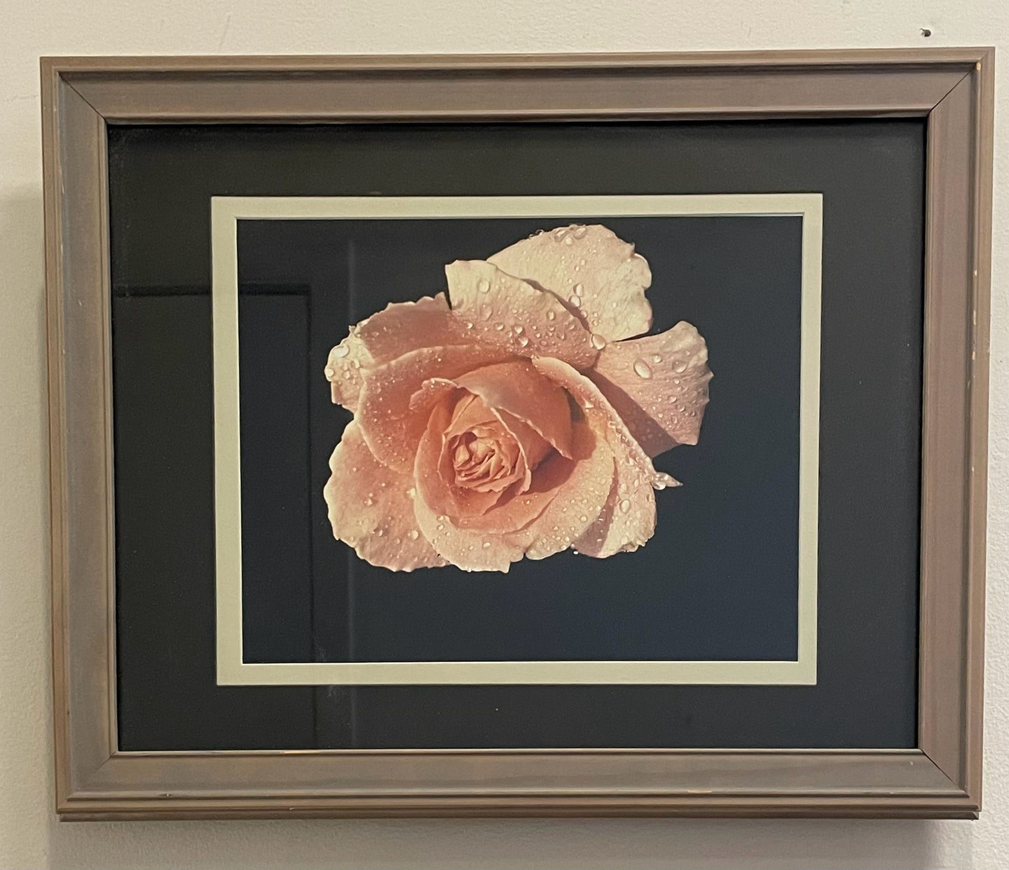Framed Print of a Rose