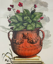 Load image into Gallery viewer, Framed Botanical  "Auricula Ursi" by Abraham Munting
