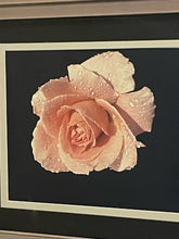 Load image into Gallery viewer, Framed Print of a Rose
