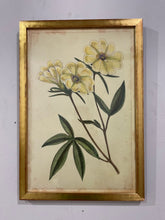 Load image into Gallery viewer, Vintage Yellow Botanical in Gold Frame
