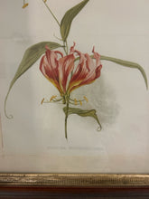 Load image into Gallery viewer, Vintage Framed Print of Gloriosa Lily

