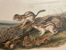 Load image into Gallery viewer, Audubon Lithograph &quot;Say&#39;s Marmot Squirrels No 23&quot;, Plate CXIV
