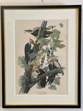 Load image into Gallery viewer, Framed Audubon Lithograph &quot;Piliated Woodpecker&quot;
