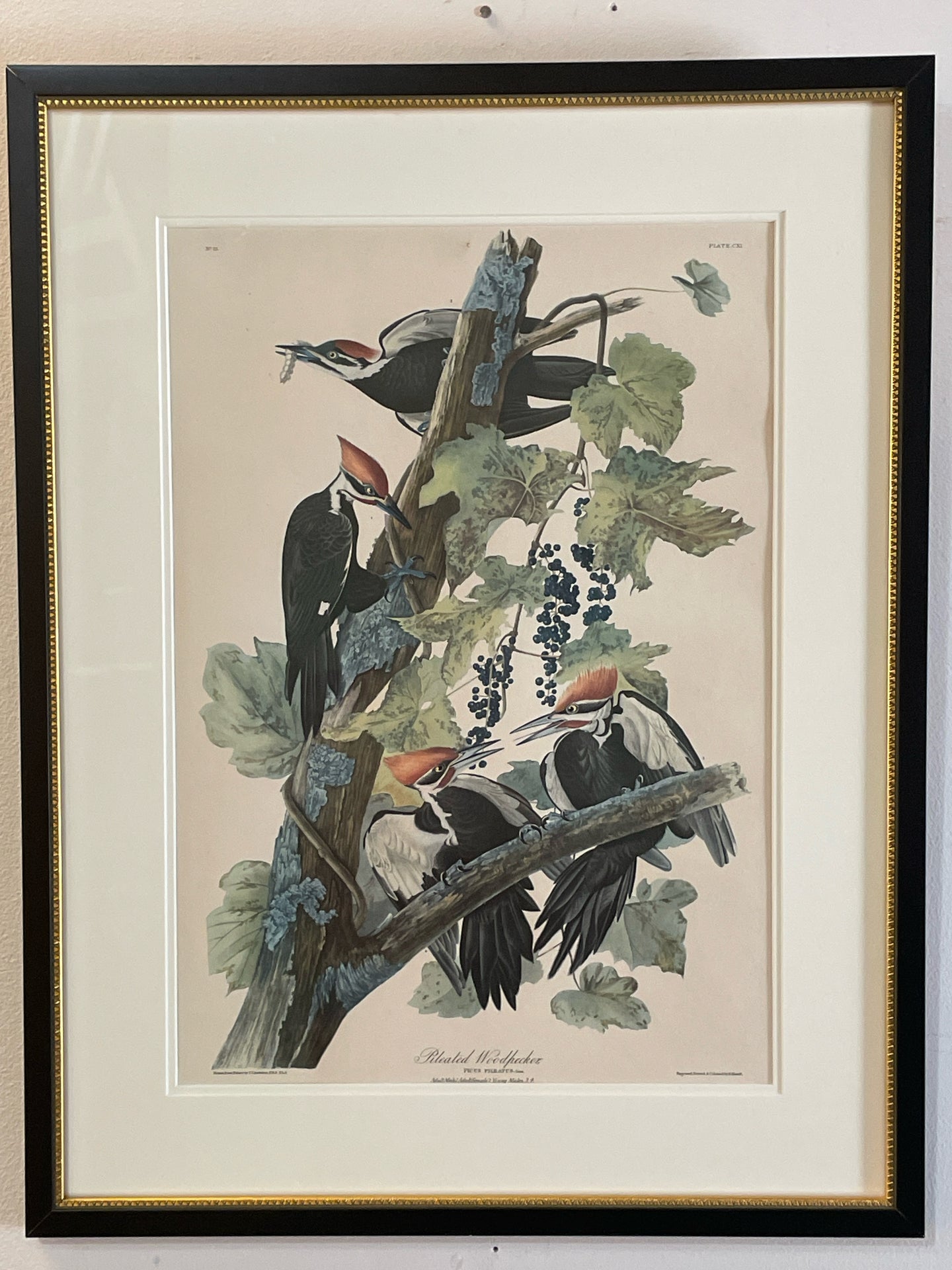 Framed Audubon Lithograph 