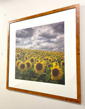 Load image into Gallery viewer, Framed Print of Original Photograph - Sunflowers and Blue Sky, signed &amp; numbered
