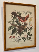 Load image into Gallery viewer, Vintage Cardinal  Print from &quot;State Birds &amp; Flowers&quot; Series by Arthur Singer

