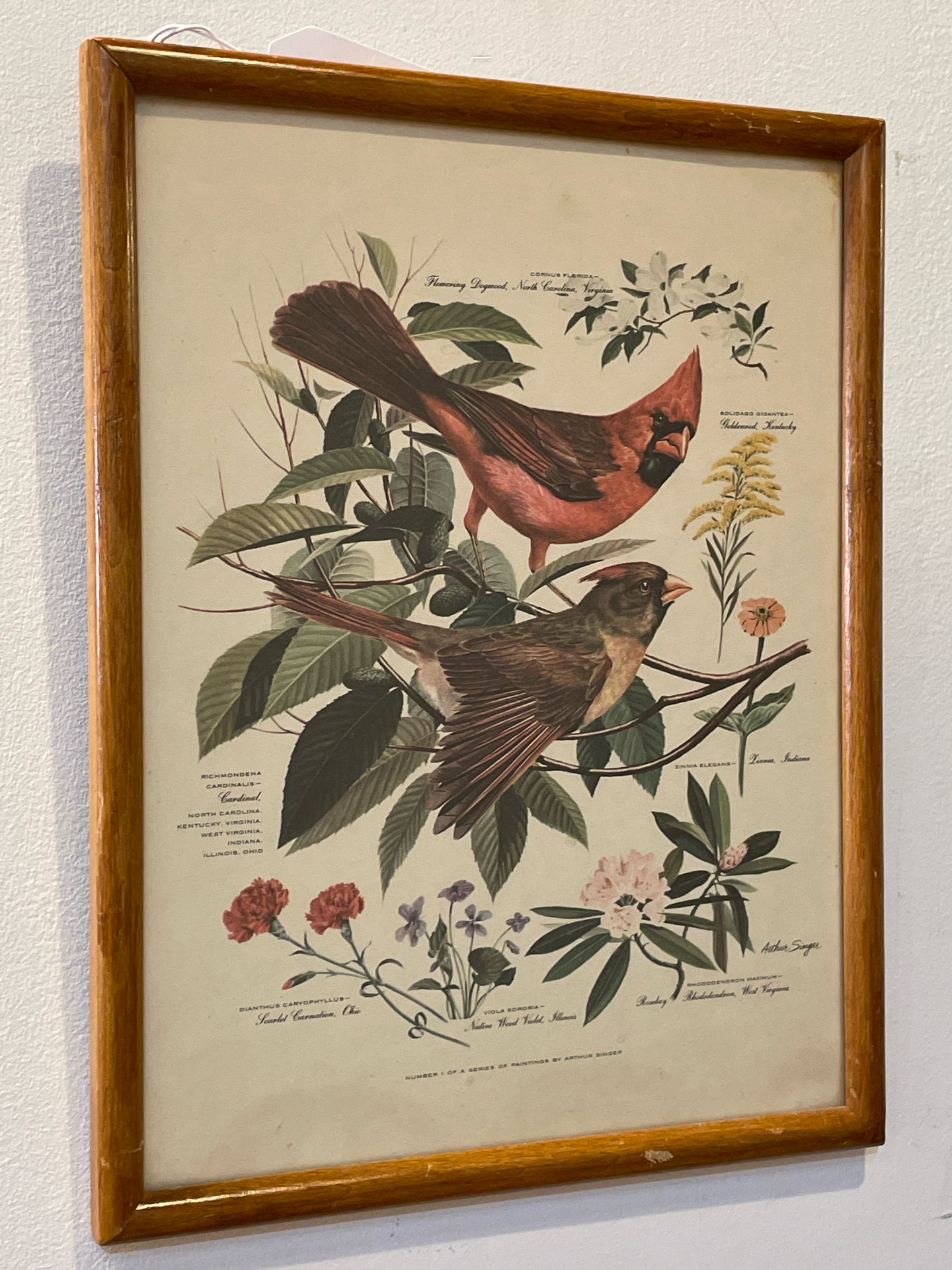 Vintage Cardinal  Print from 