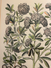 Load image into Gallery viewer, Framed Botanical &quot;Balaustia, Prunus Myrobalanus Rotundus and Mala Armeniaca
