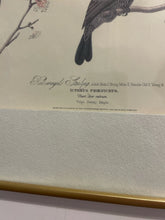 Load image into Gallery viewer, Vintage Print Red Winged Starling
