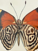 Load image into Gallery viewer, Watercolor of Butterfly #2 in Grey Distressed Frame from Nell Hill's
