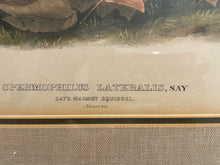 Load image into Gallery viewer, Audubon Lithograph &quot;Say&#39;s Marmot Squirrels No 23&quot;, Plate CXIV
