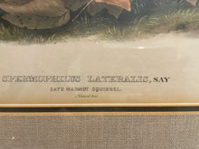 Load image into Gallery viewer, Audubon Lithograph &quot;Say&#39;s Marmot Squirrels No 23&quot;, Plate CXIV
