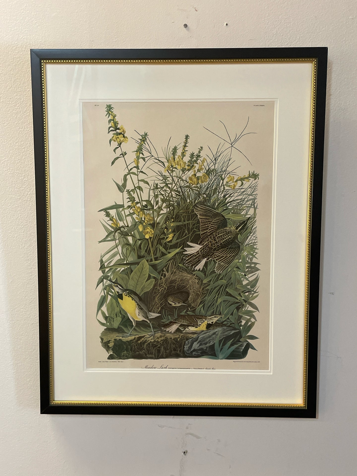 Framed Audubon Lithograph 