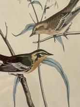 Load image into Gallery viewer, Lithograph of Blackburnian Wood Warbler
