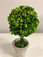 Load image into Gallery viewer, Potted Preserved Boxwood
