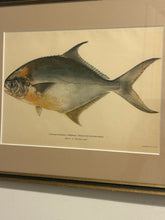 Load image into Gallery viewer, Framed Print Common Pompano, Pampano
