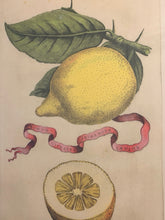 Load image into Gallery viewer, Framed Botanical Lemon Fruit  Print  "Limon Prima Nota #265"  by G.B. Ferrari
