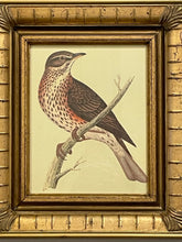 Load image into Gallery viewer, Framed Print of Redwing Bird
