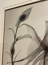 Load image into Gallery viewer, X-Ray Photograph of Flowers by Steven N. Meyers
