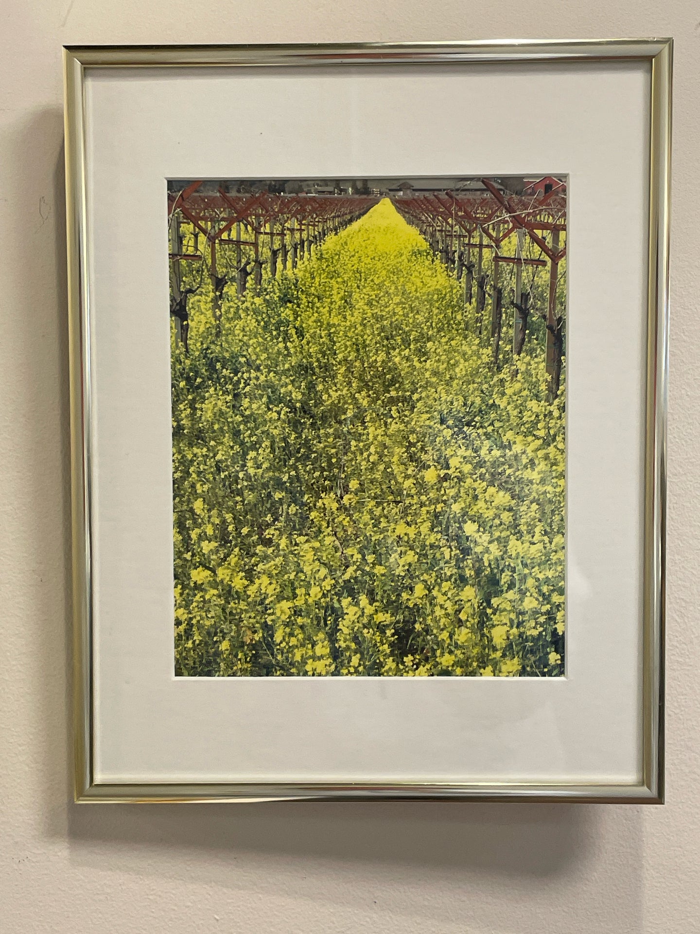Framed Print of Yellow Flower Field