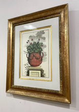 Load image into Gallery viewer, Framed Botanical  "Auricula Ursi" by Abraham Munting
