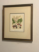 Load image into Gallery viewer, Original Etching &quot;Blackberry Bramble&quot; by Anne Stromquist, signed &amp; numbered
