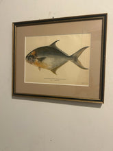Load image into Gallery viewer, Framed Print Common Pompano, Pampano
