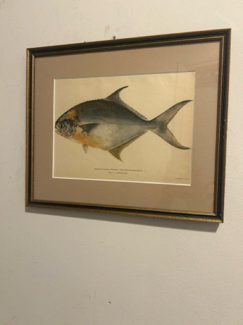 Framed Print Common Pompano, Pampano