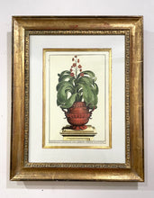 Load image into Gallery viewer, Framed Botanical "I Mulder Fecit" by Abraham Munting
