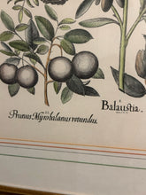 Load image into Gallery viewer, Framed Botanical &quot;Balaustia, Prunus Myrobalanus Rotundus and Mala Armeniaca
