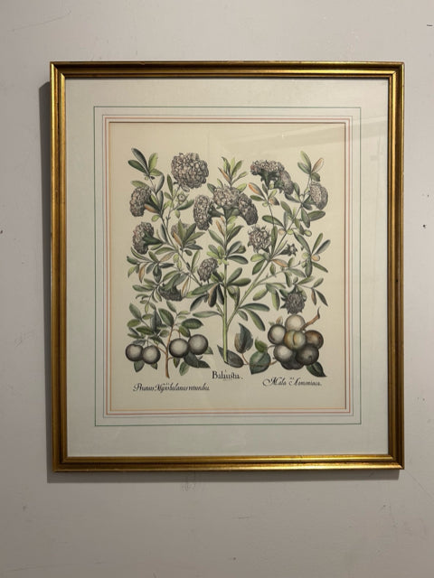 Framed Botanical 