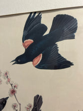 Load image into Gallery viewer, Vintage Print Red Winged Starling
