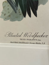 Load image into Gallery viewer, Framed Audubon Lithograph &quot;Piliated Woodpecker&quot;
