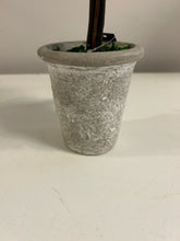 Load image into Gallery viewer, Potted Preserved Boxwood
