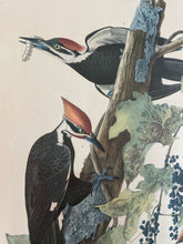 Load image into Gallery viewer, Framed Audubon Lithograph &quot;Piliated Woodpecker&quot;
