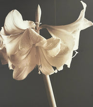 Load image into Gallery viewer, Framed Photograph of Lilies, signed
