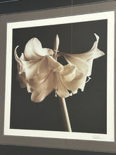 Load image into Gallery viewer, Framed Photograph of Lilies, signed
