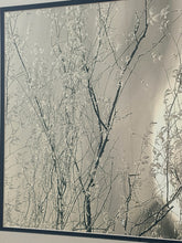 Load image into Gallery viewer, Framed Art Print of Botanical Branches
